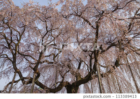 春天的櫻花【埼玉縣上川町瑞嚴寺】 113389413