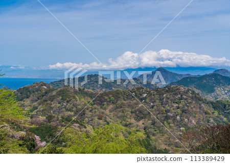 [Shizuoka Prefecture] Numazu Alps: Cherry blossoms scattered among the fresh greenery of the mountains and Mount Fuji peeking through the clouds 113389429