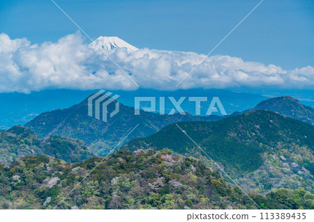 [Shizuoka Prefecture] Numazu Alps: Cherry blossoms scattered among the fresh greenery of the mountains and Mount Fuji peeking through the clouds 113389435