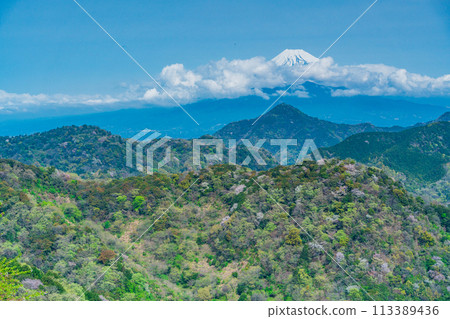 [Shizuoka Prefecture] Numazu Alps: Cherry blossoms scattered among the fresh greenery of the mountains and Mount Fuji peeking through the clouds 113389436