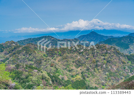 [Shizuoka Prefecture] Numazu Alps: Cherry blossoms scattered among the fresh greenery of the mountains and Mount Fuji peeking through the clouds 113389443
