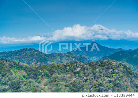 [Shizuoka Prefecture] Numazu Alps: Cherry blossoms scattered among the fresh greenery of the mountains and Mount Fuji peeking through the clouds 113389444
