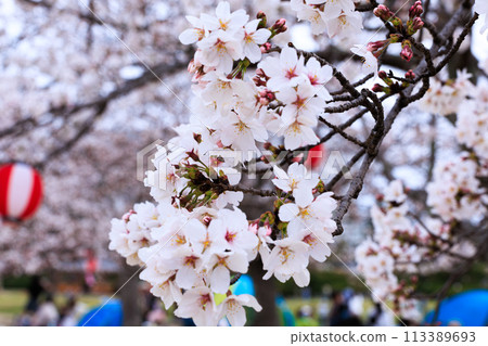 Spring 2024 Cherry blossoms at Keihanna Memorial Park. The park is enveloped in pale pink as the cherry blossoms bloom. Close-up. Whole branch. Wide-angle. Spring 2024 Cherry blossoms at Keihanna Memorial Park. The park is enveloped in pale pink as the cherry blossoms bloom. Close-up. Whole branch. Wide-angle. 113389693