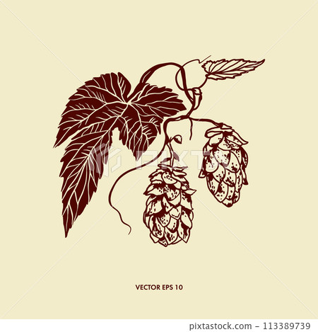 Hops plant, leaves and flowers. Hand drawn vector illustration in graphic style. Design of menus, wine and beer cards, labels, banners, leaflets. Hops plant, leaves and flowers. Hand drawn vector illustration in graphic style. Design of menus, wine and beer cards, labels, banners, leaflets. 113389739