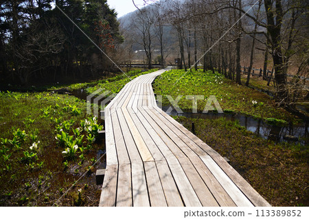 箱根濕花園在早春 箱根濕花園在早春 113389852