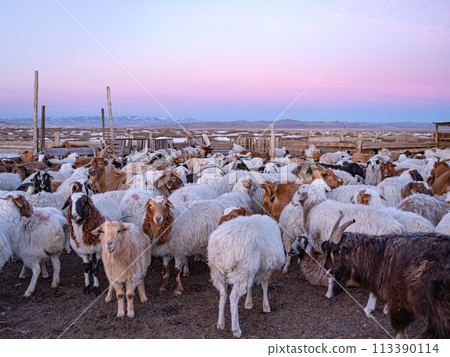 Winter in Mongolia, Burd Grassland, Livestock in a nomad's house 113390114