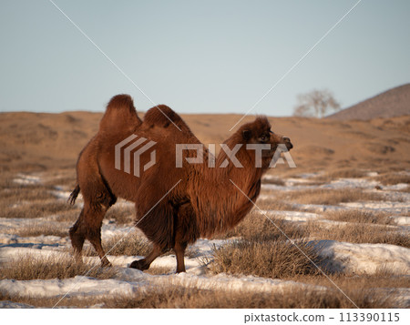 Winter in Mongolia: Nalaikh, outskirts of Ulaanbaatar, grasslands and camels Winter in Mongolia: Nalaikh, outskirts of Ulaanbaatar, grasslands and camels 113390115