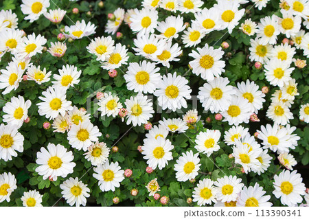 White chamomile bush for herbal medicine is also an argyranthemum, marguerite daisy and chrysanthemum variety grown in the garden White chamomile bush for herbal medicine is also an argyranthemum, marguerite daisy and chrysanthemum variety grown in the garden 113390341
