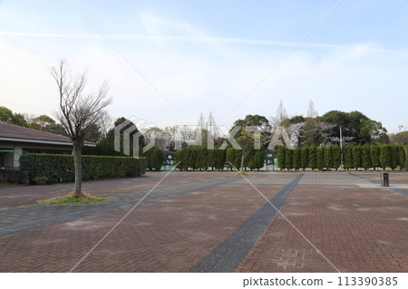 Cherry blossoms in full bloom at Neyagawa Park [Neyagawa City, Osaka Prefecture] 113390385