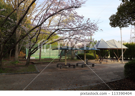 寢屋川公園櫻花盛開[大阪府寢屋川市] 113390404