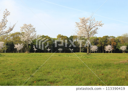 Cherry blossoms in full bloom at Neyagawa Park [Neyagawa City, Osaka Prefecture] 113390419