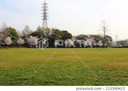 Cherry blossoms in full bloom at Neyagawa Park [Neyagawa City, Osaka Prefecture] 113390423
