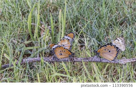 Close up of a colorful butterfly in a meadow Close up of a colorful butterfly in a meadow 113390556