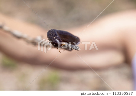 Close-up of a large, black-brown colored millipede sitting on a branch 113390557