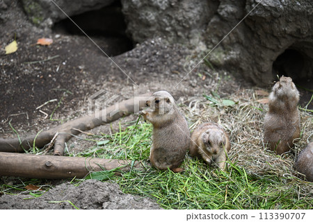 草原土撥鼠,上野動物園 草原土撥鼠,上野動物園 113390707