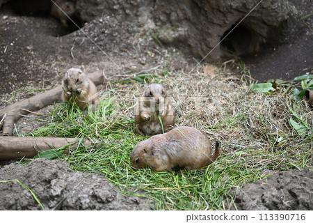 Prairie Dogs, Ueno Zoo 113390716