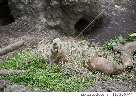 草原土撥鼠,上野動物園 草原土撥鼠,上野動物園 113390744