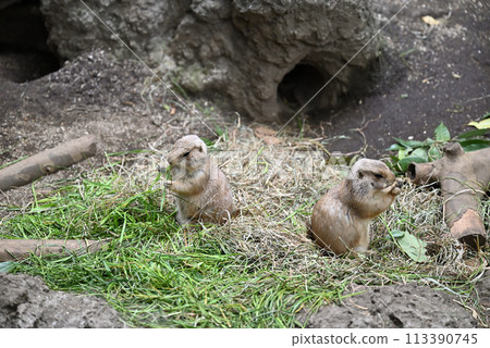 草原土撥鼠,上野動物園 草原土撥鼠,上野動物園 113390745