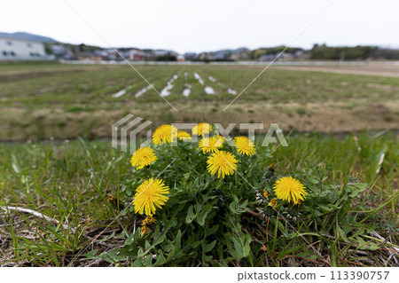 淺淺的鄉村仍是春天，路邊的蒲公英花 113390757