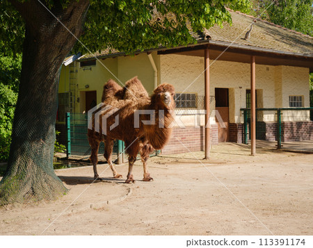 The Bactrian camel eating, Camelus bactrianus, large, even-toed ungulate native to the steppes of Central Asia. walk in Frankfurt Zoological garden, founded in 1858 and second oldest zoo in Germany The Bactrian camel eating, Camelus bactrianus, large, even-toed ungulate native to the steppes of Central Asia. walk in Frankfurt Zoological garden, founded in 1858 and second oldest zoo in Germany 113391174
