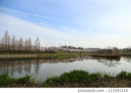 Cherry blossoms in full bloom at Uchiage River Flood Control Green Space [Neyagawa City, Osaka Prefecture] 113391318