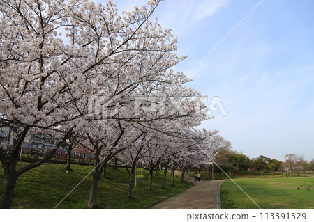 內上川防洪綠地櫻花盛開【大阪府寢屋川市】 113391329