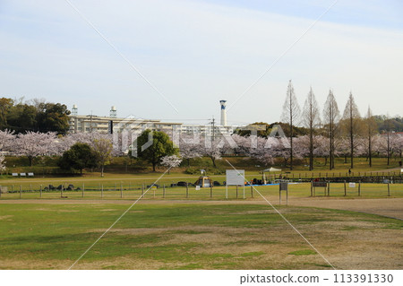 內上川防洪綠地櫻花盛開【大阪府寢屋川市】 內上川防洪綠地櫻花盛開【大阪府寢屋川市】 113391330