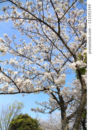 Cherry blossoms in full bloom at Uchiage River Flood Control Green Space [Neyagawa City, Osaka Prefecture] 113391344