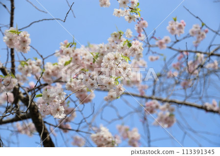 Cherry blossoms in full bloom at Uchiage River Flood Control Green Space [Neyagawa City, Osaka Prefecture] 113391345