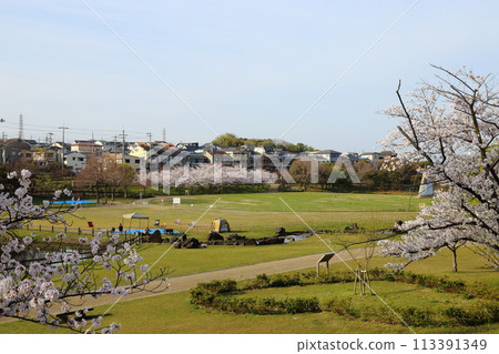 內上川防洪綠地櫻花盛開【大阪府寢屋川市】 內上川防洪綠地櫻花盛開【大阪府寢屋川市】 113391349