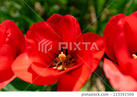 Tulip field 113391509