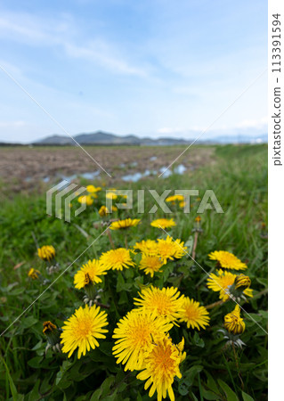 Dandelion flowers growing on the banks of a field in early spring 113391594