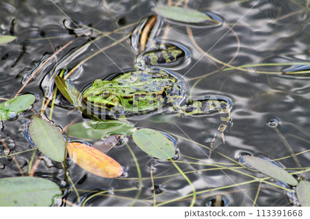 green frog in the water green frog in the water 113391668