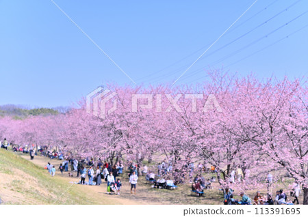 Sakura Festival: Cherry blossoms in full bloom, Angyo-kanzakura, Kitaasaba Sakura Tsutsumi Park, Saitama Prefecture Sakura Festival: Cherry blossoms in full bloom, Angyo-kanzakura, Kitaasaba Sakura Tsutsumi Park, Saitama Prefecture 113391695