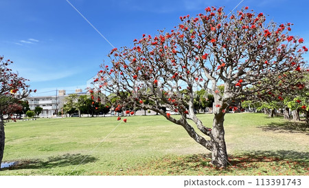 沖繩那霸美麗町公園盛開的 Deigo 花 113391743