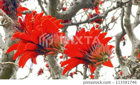 沖繩那霸美麗町公園盛開的 Deigo 花 沖繩那霸美麗町公園盛開的 Deigo 花 113391746