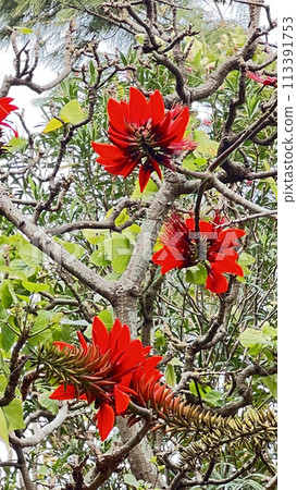 沖繩縣花 Deigo 在沖繩那霸若狹海濱公園盛開 113391753