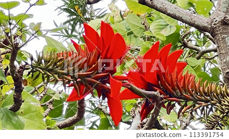 沖繩縣花 Deigo 在沖繩那霸若狹海濱公園盛開 113391754