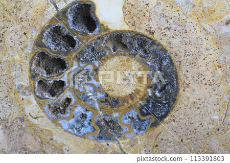 ammonite fossil texture 113391803