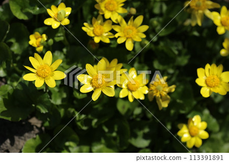 春天在明亮的花園裡綻放的開花植物 春天在明亮的花園裡綻放的開花植物 113391891