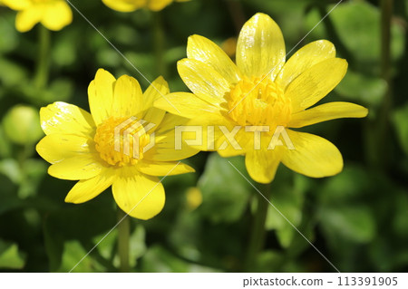春天在明亮的花園裡綻放的開花植物 春天在明亮的花園裡綻放的開花植物 113391905