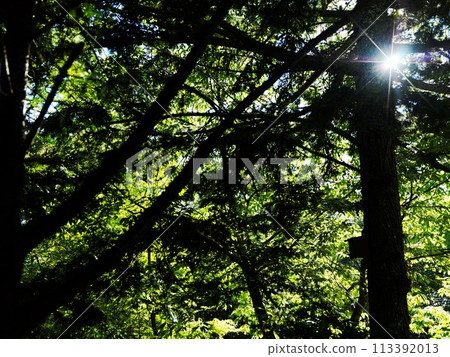 太陽從森林中仰望 113392013