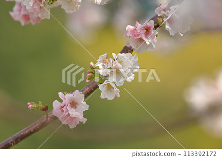 Cherry blossoms Cherry blossoms 113392172