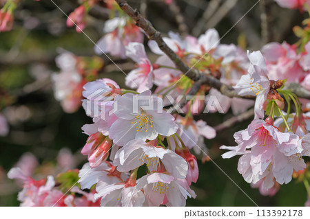 Cherry blossoms  113392178