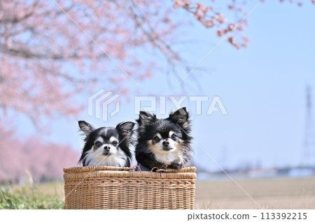Two long-coated chihuahuas and cherry blossom trees in full bloom Two long-coated chihuahuas and cherry blossom trees in full bloom 113392215