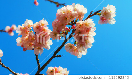 埼玉縣川口市川口站東口Cupo La廣場的安橋櫻花與藍天景色 113392243