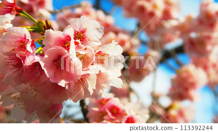 埼玉縣川口市川口站東口Cupo La廣場的安橋櫻花與藍天景色 113392244