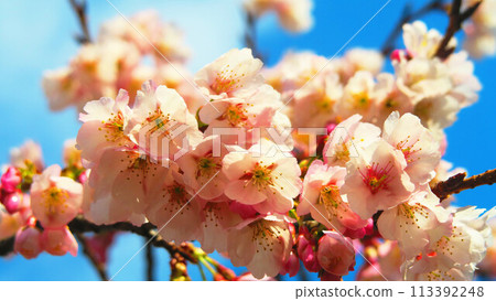 埼玉縣川口市川口站東口Cupo La廣場的安橋櫻花與藍天景色 113392248