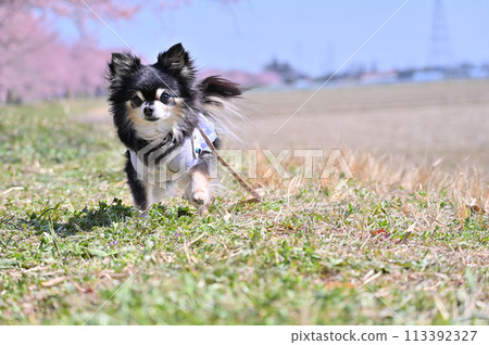 A cute Chihuahua taking a stroll through the rows of cherry blossom trees in full bloom 113392327