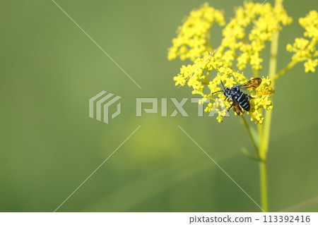 Rurimon beech 113392416